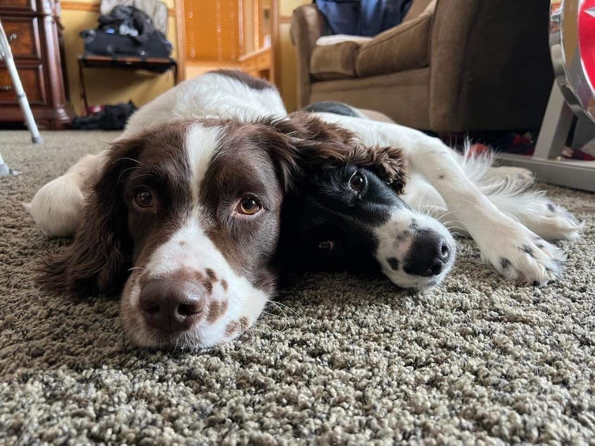 English Springer Spaniel Puppies breeder image 3