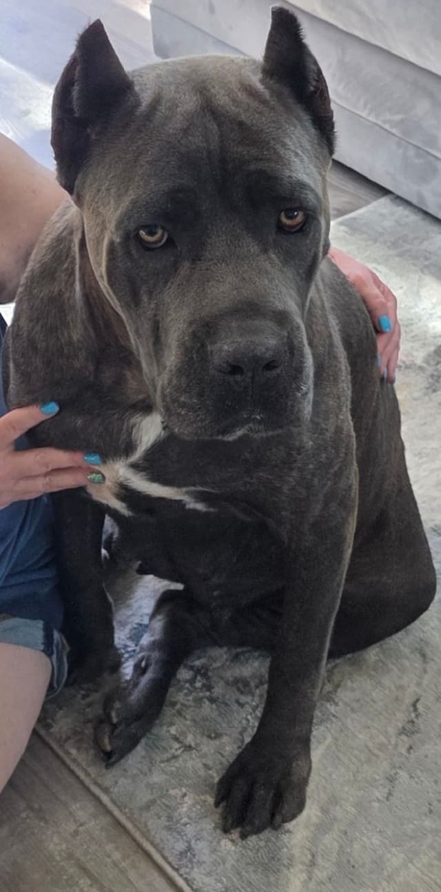 Cane Corso Puppies media 2