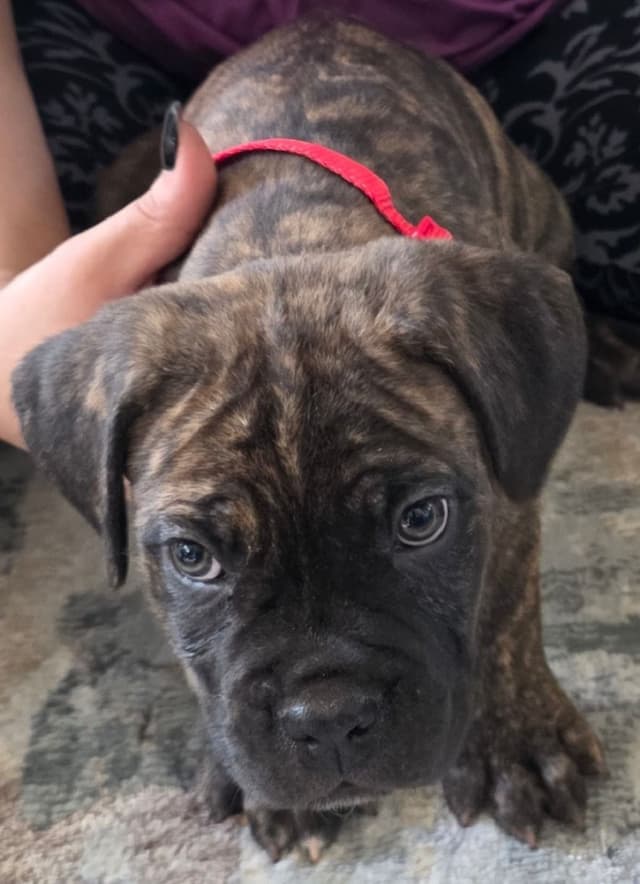 Cane Corso Puppies media 18