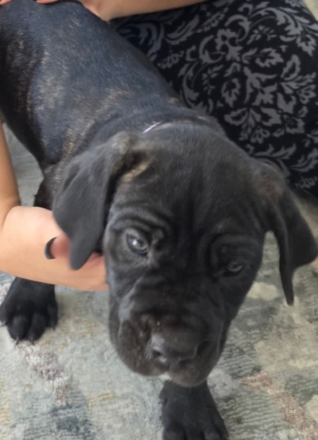 Cane Corso Puppies media 8