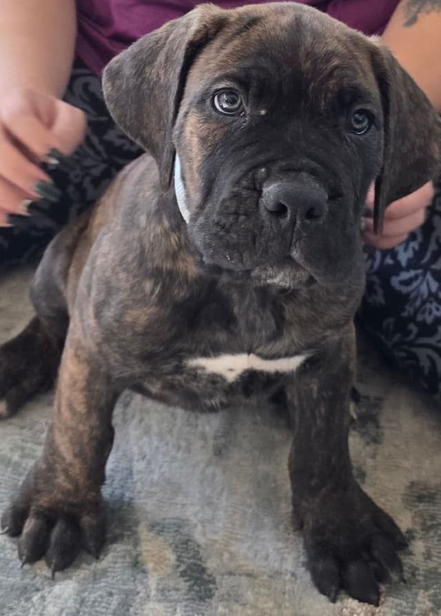 Cane Corso Puppies media 16