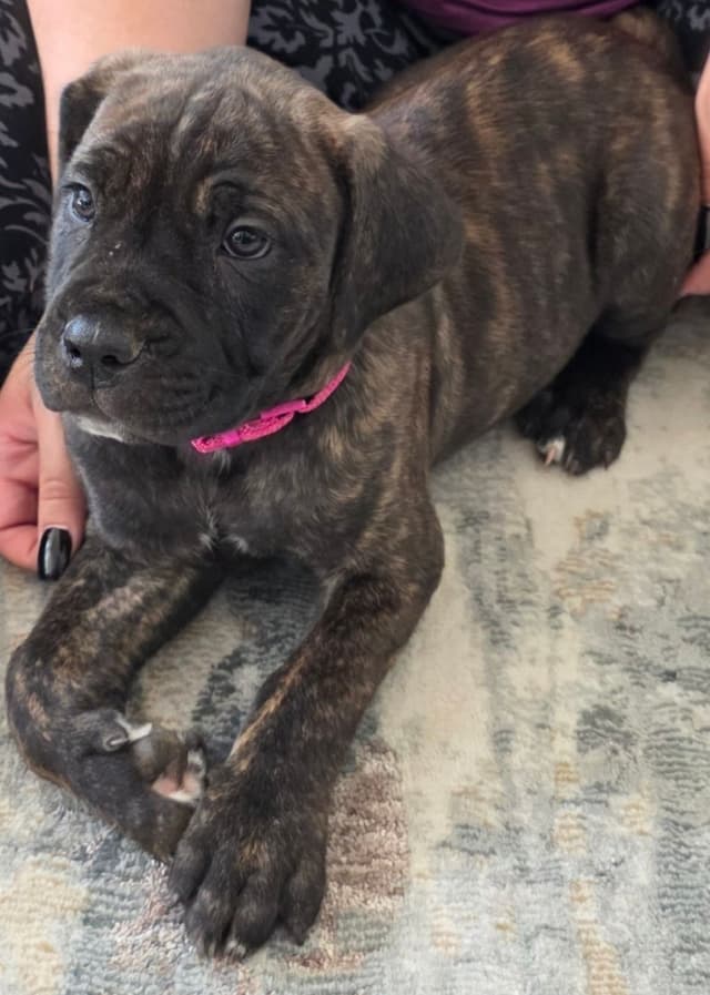Cane Corso Puppies media 6