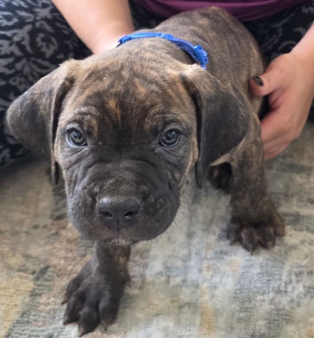 Cane Corso Puppies media 20