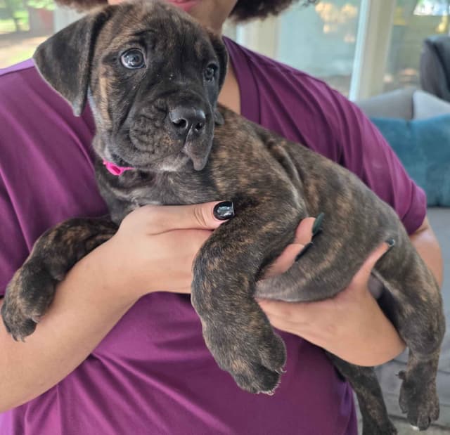 Cane Corso Puppies media 5