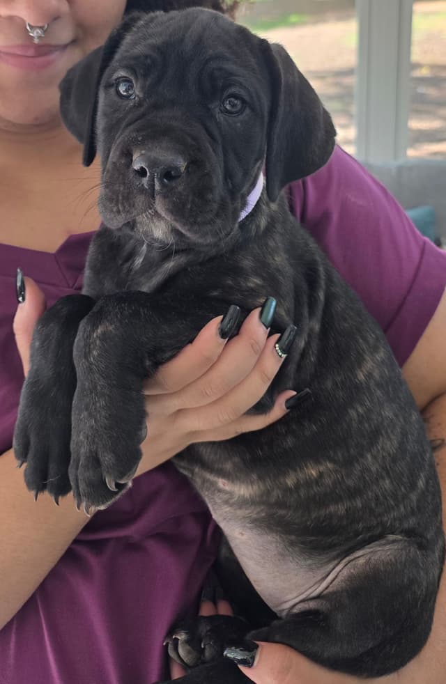 Cane Corso Puppies media 7