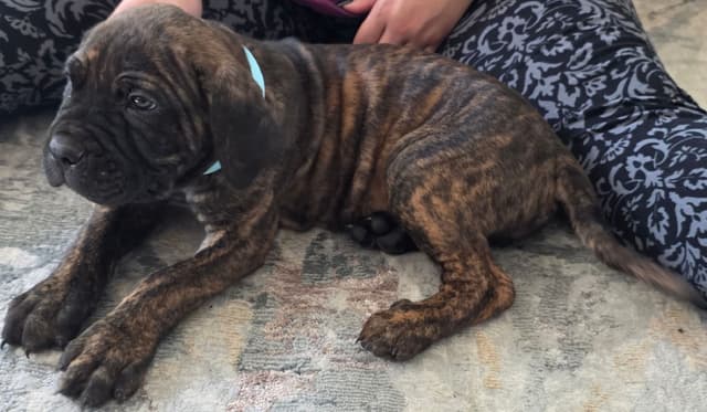 Cane Corso Puppies media 12