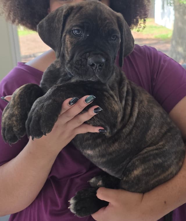Cane Corso Puppies media 15