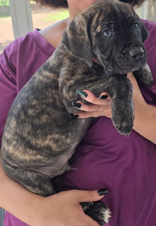 Cane Corso Puppies media 13