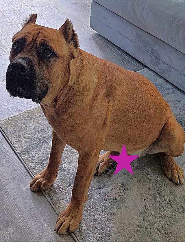 Cane Corso Puppies media 3