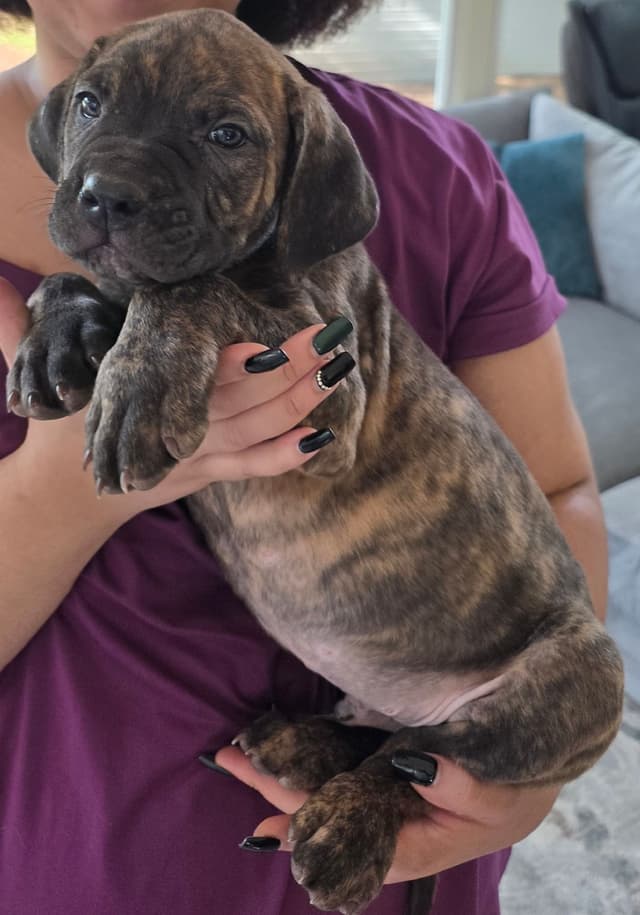 Cane Corso Puppies media 19
