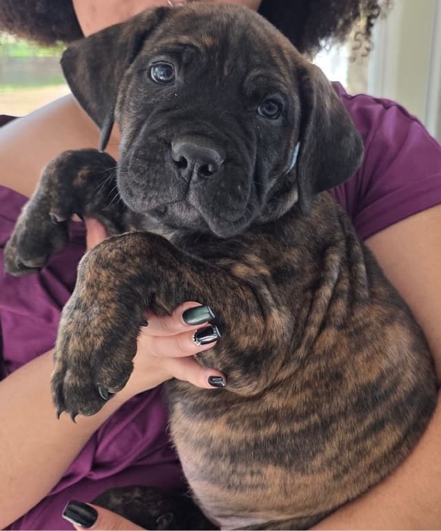 Cane Corso Puppies media 11