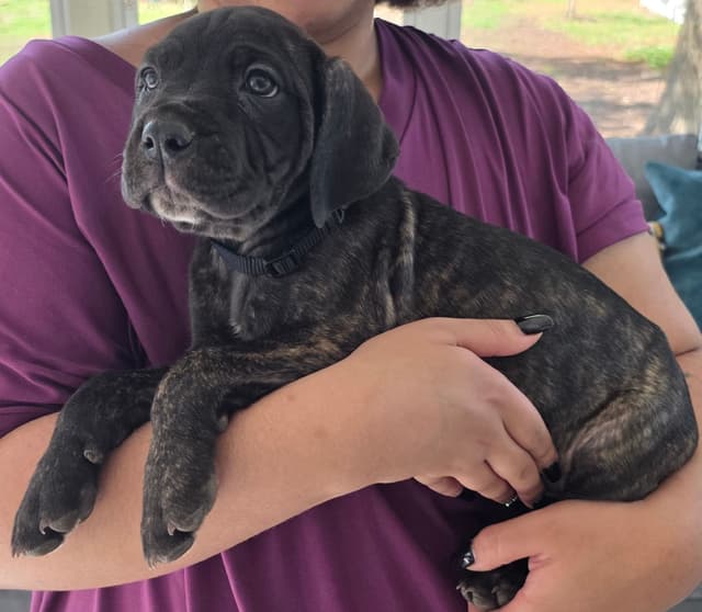 Cane Corso Puppies media 9