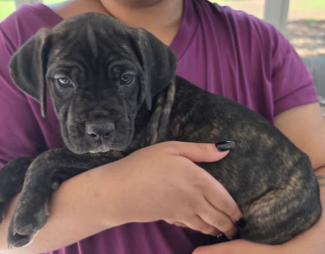Cane Corso Puppies media 10