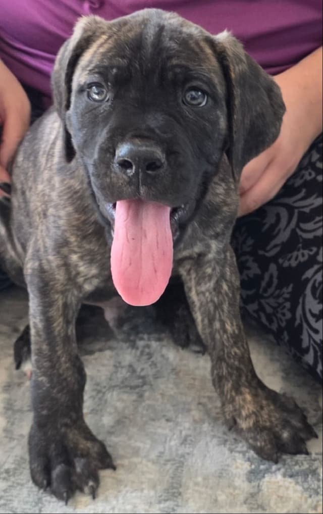 Cane Corso Puppies media 14