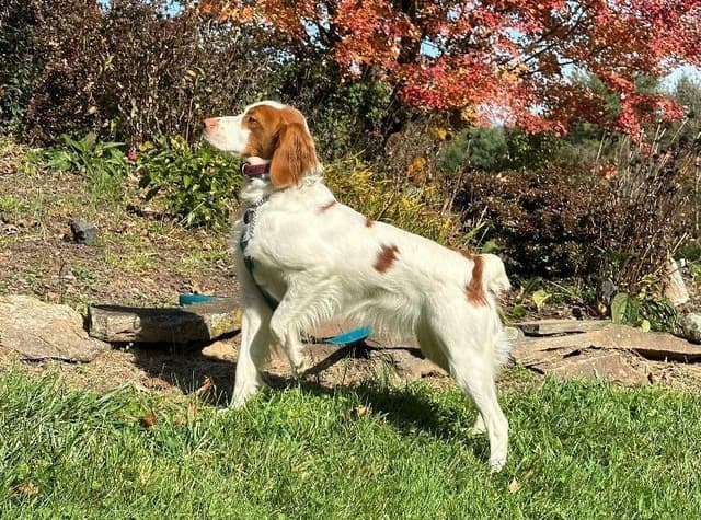 Brittany Puppies in Pennsylvania media 2