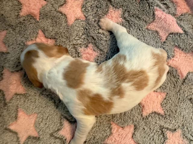 Brittany Puppies in Pennsylvania media 4
