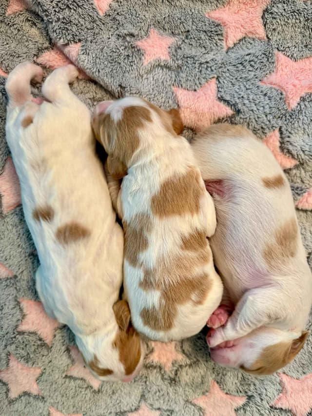 Brittany Puppies in Pennsylvania media 5