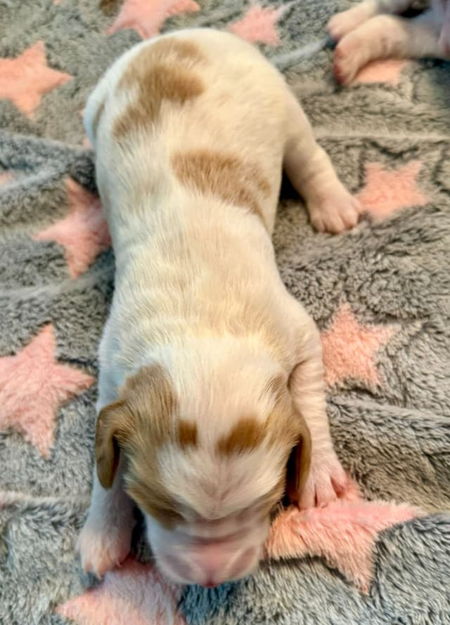 Brittany Puppies in Pennsylvania media 6