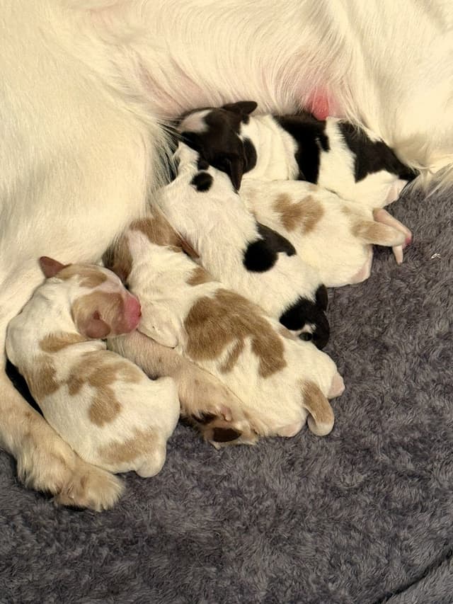 Brittany Puppies in Pennsylvania media 8
