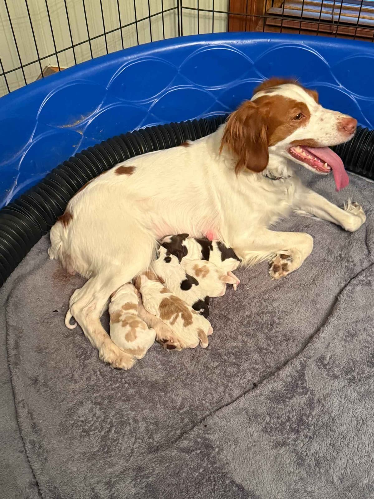 Brittany Puppies in Pennsylvania breeder image 2