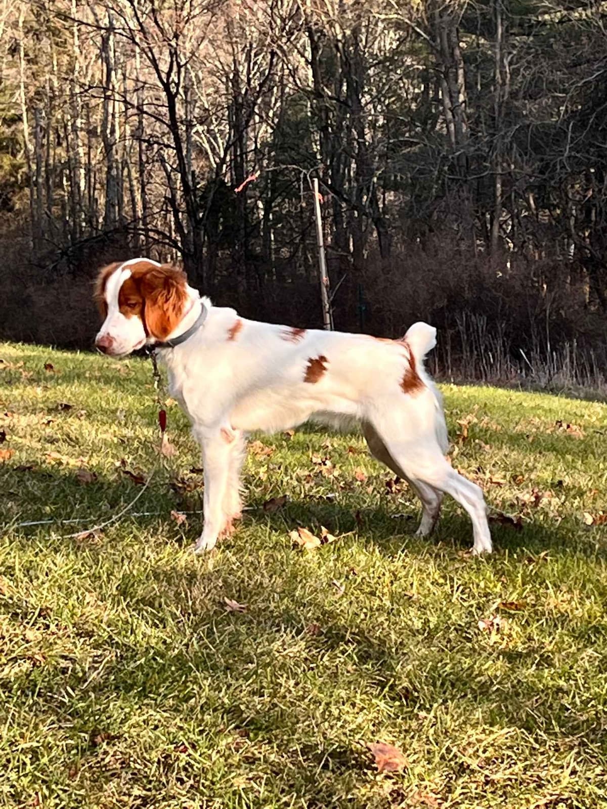 Brittany Puppies in Pennsylvania breeder image 3
