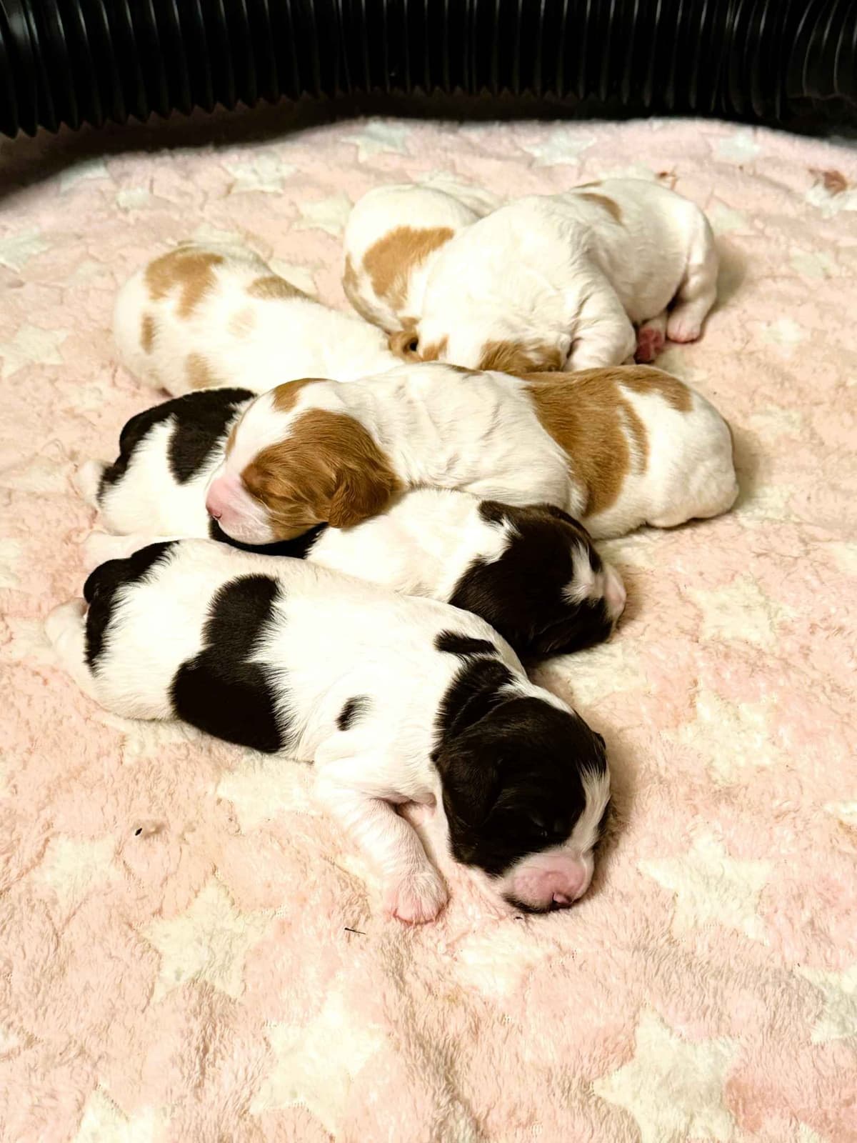 Brittany Puppies in Pennsylvania breeder image 6