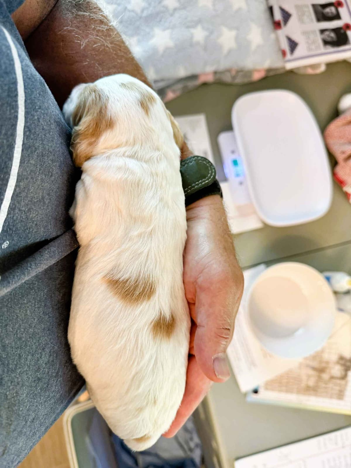 Brittany Puppies in Pennsylvania breeder image 7