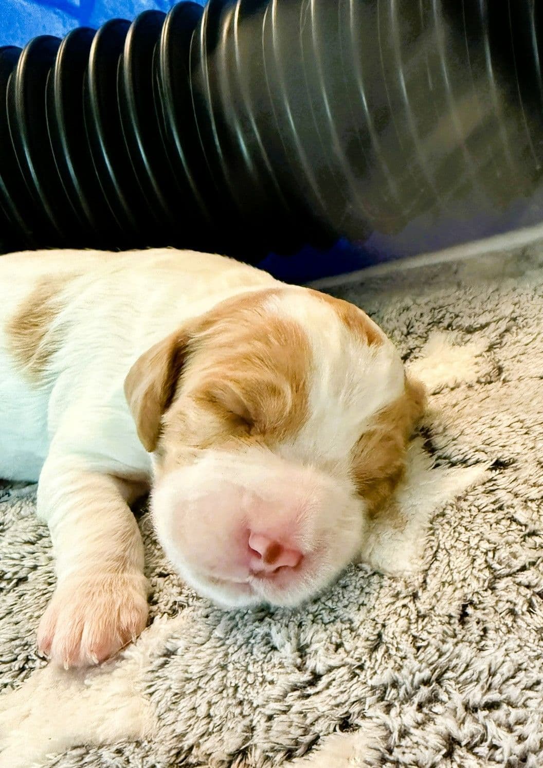 Brittany Puppies in Pennsylvania breeder image 8