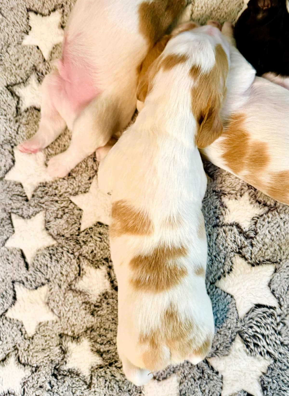 Brittany Puppies in Pennsylvania breeder image 9
