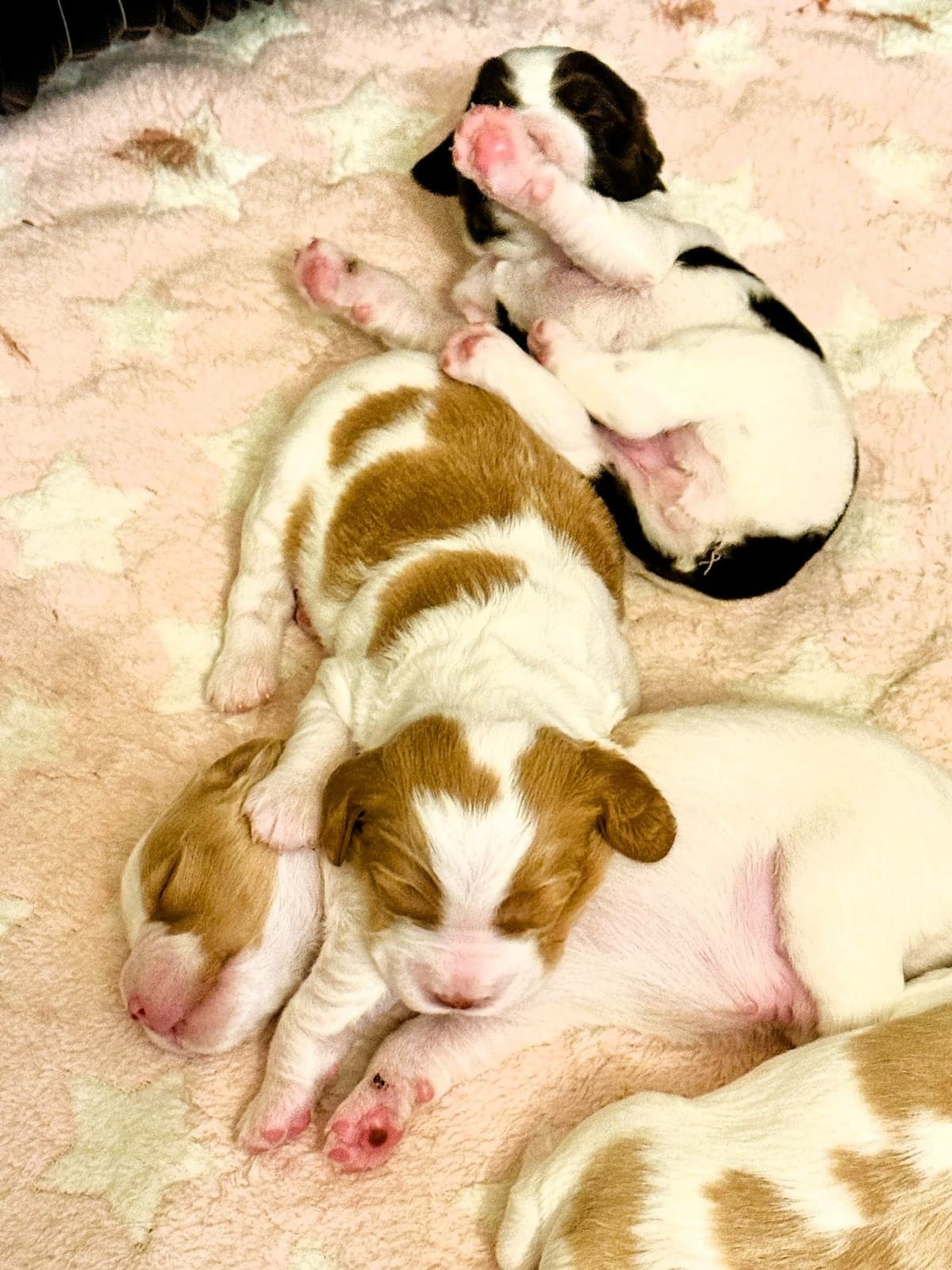 Brittany Puppies in Pennsylvania breeder image 10