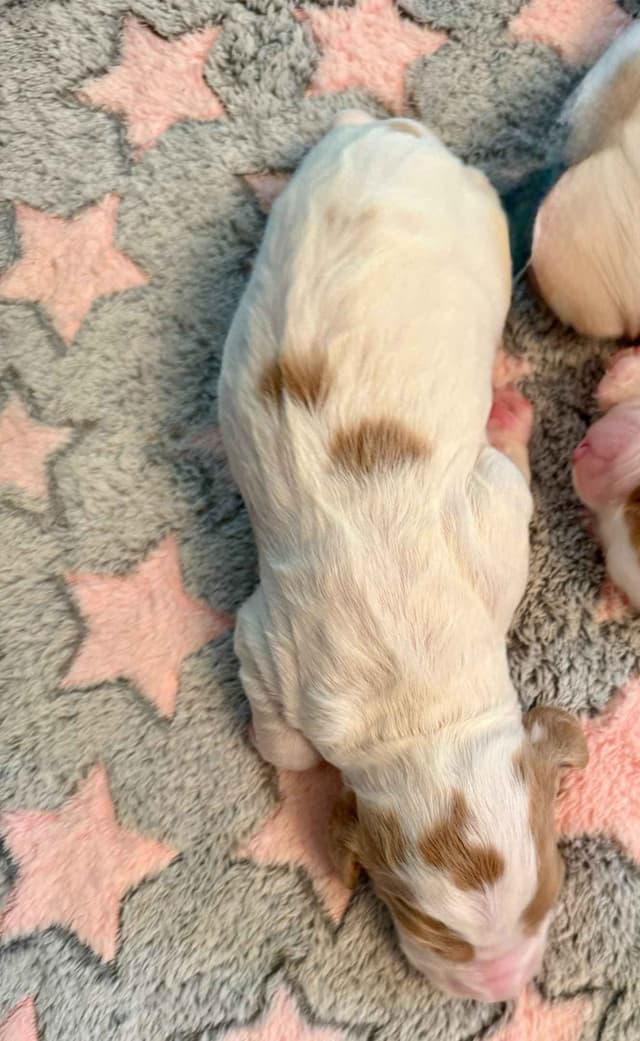 Brittany Puppies in Pennsylvania media 9