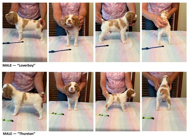 Brittany Puppies in Pennsylvania media 15