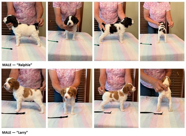 Brittany Puppies in Pennsylvania media 14