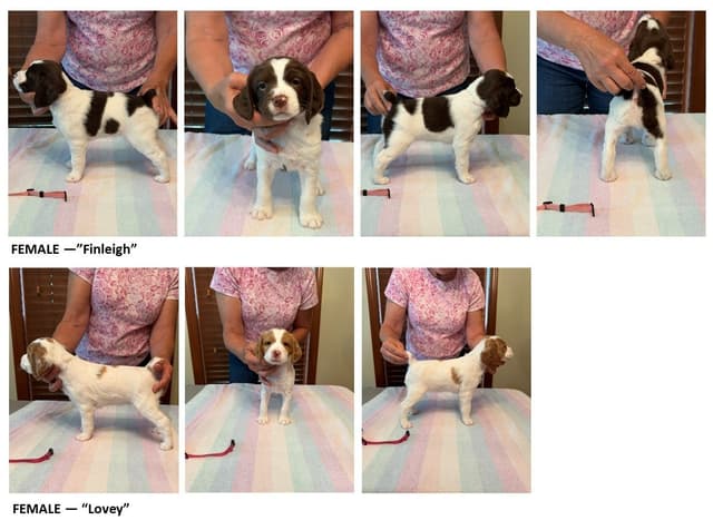 Brittany Puppies in Pennsylvania media 16