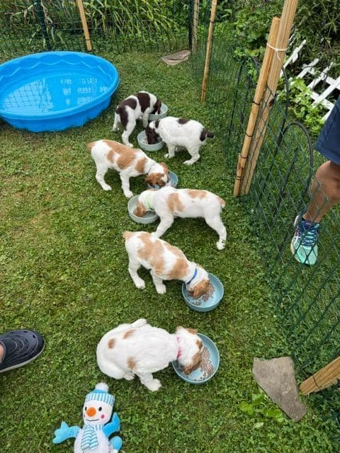 Brittany Puppies in Pennsylvania media 17