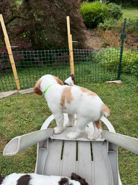 Brittany Puppies in Pennsylvania media 18