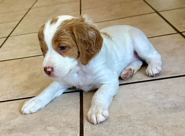 Brittany Puppies in Pennsylvania media 19