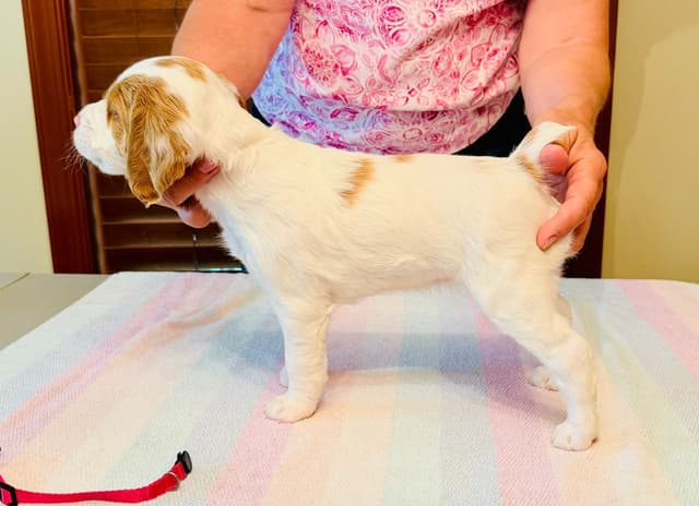Brittany Puppies in Pennsylvania media 21