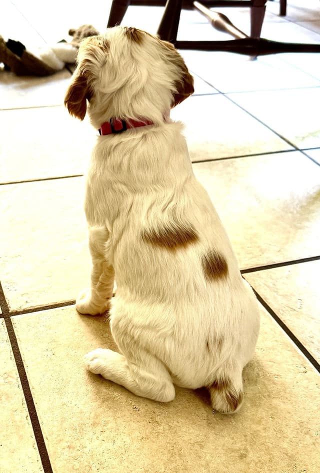 Brittany Puppies in Pennsylvania media 20