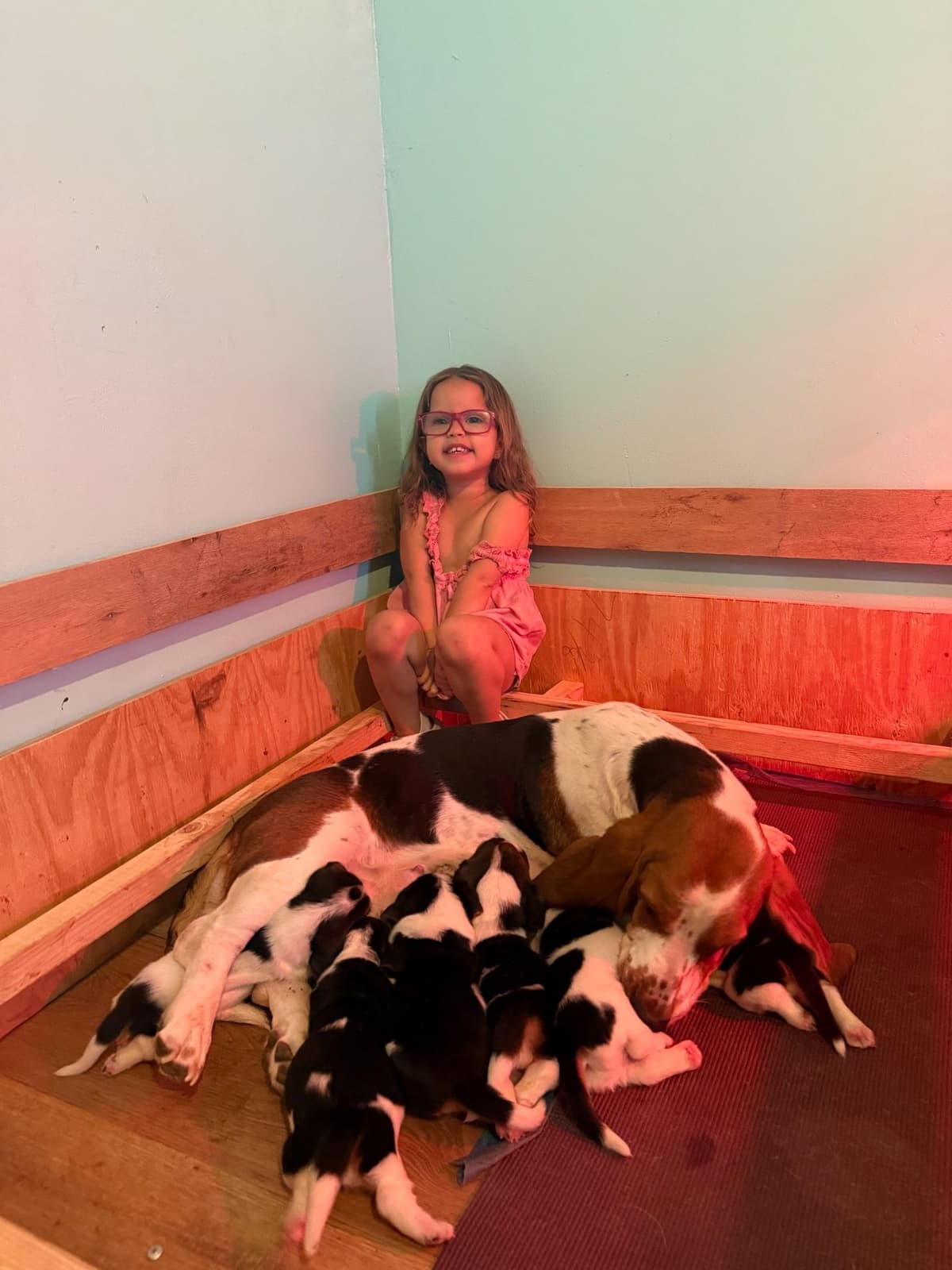 Basset Hound Puppies breeder image 1