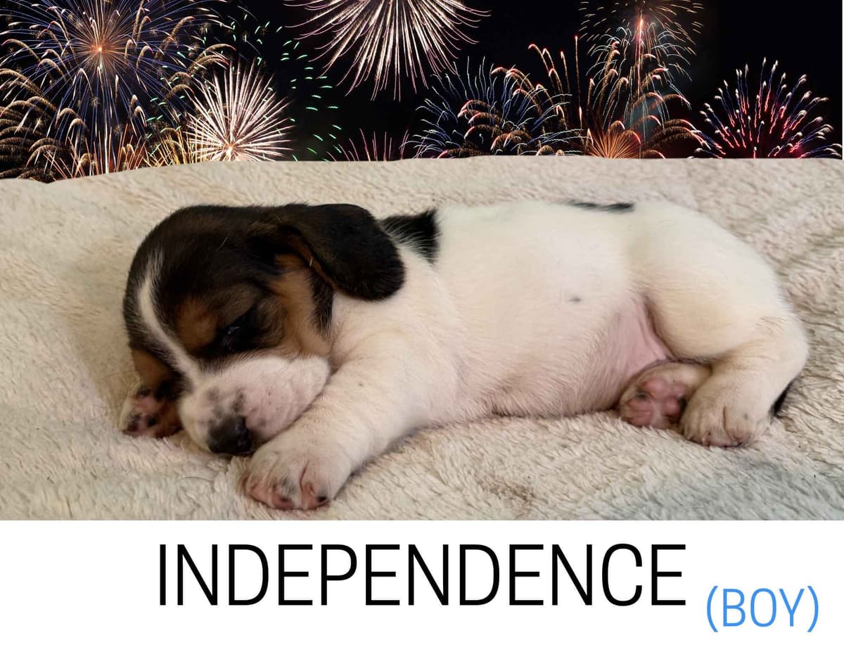 Basset Hound Puppies breeder image 5