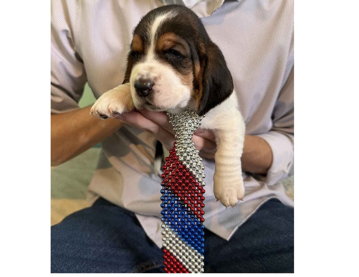 Basset Hound Puppies breeder image 6