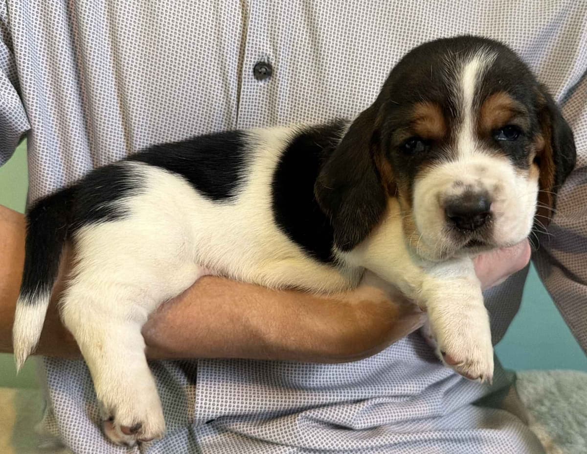 Basset Hound Puppies breeder image 8