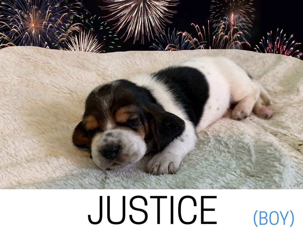 Basset Hound Puppies breeder image 9