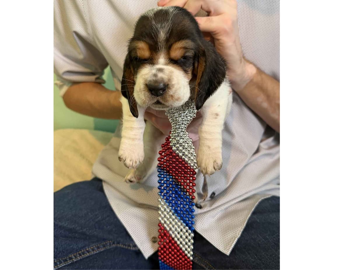 Basset Hound Puppies breeder image 10