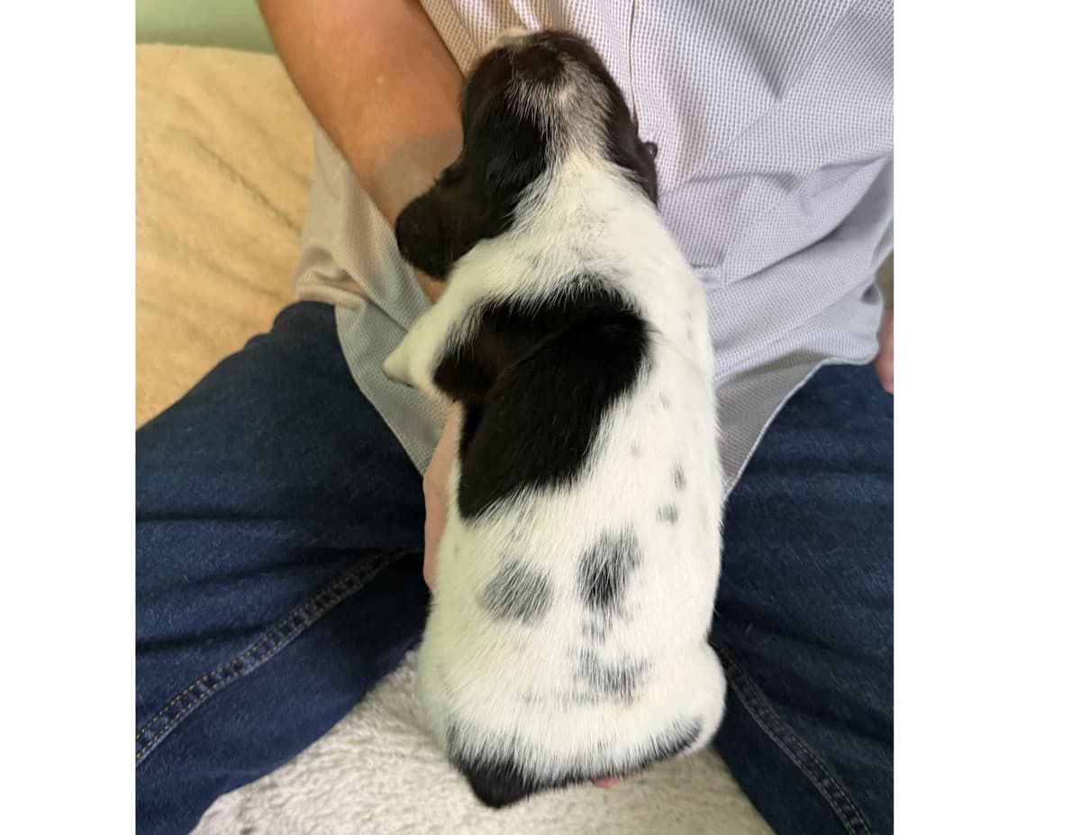 Basset Hound Puppies breeder image 12