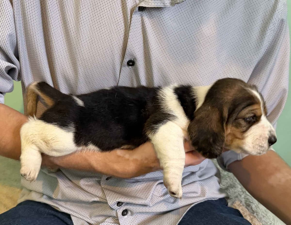 Basset Hound Puppies breeder image 15