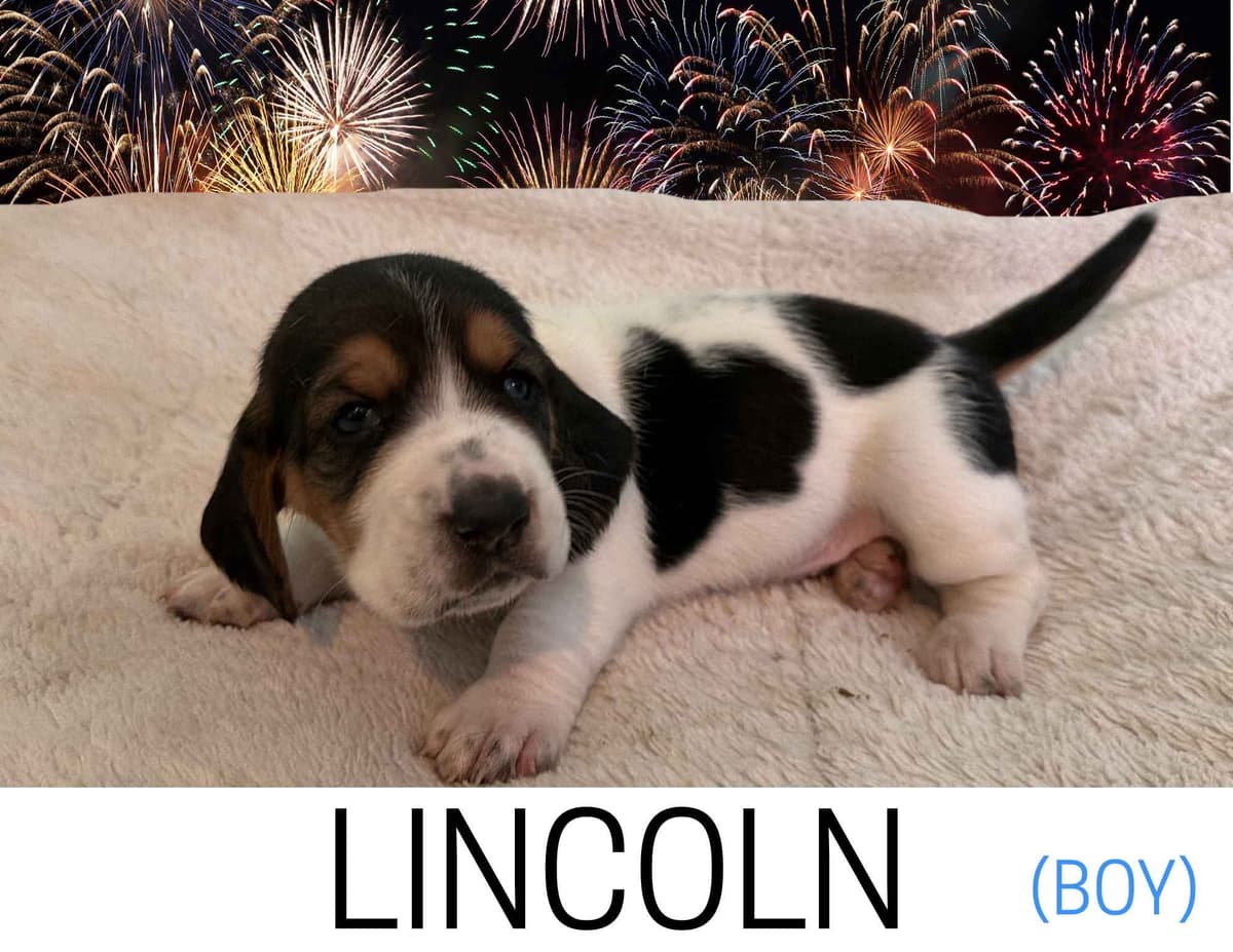 Basset Hound Puppies breeder image 17
