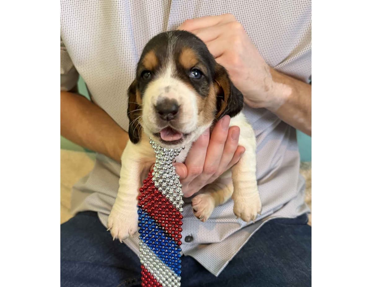 Basset Hound Puppies breeder image 18