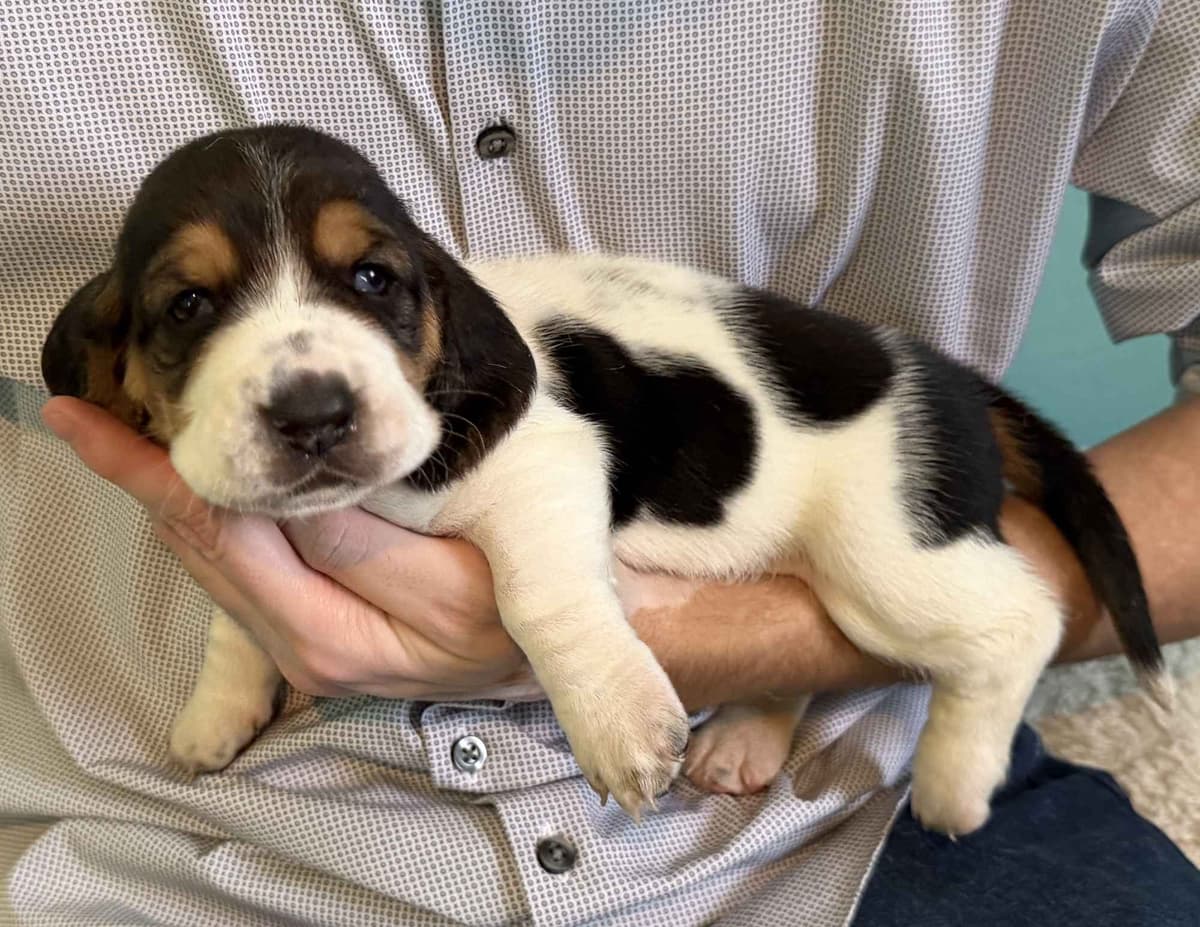 Basset Hound Puppies breeder image 19